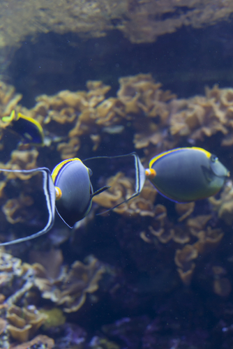 Image of two male Blonde Naso Tangs