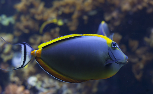 Image of a Blonde Naso Tang