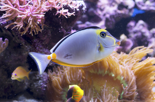 Blonde Naso Tang Care Acclimation Where To Purchase More