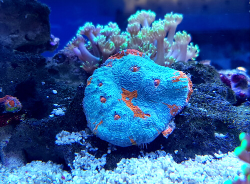 Image of a Miami Hurricane Chalice Coral