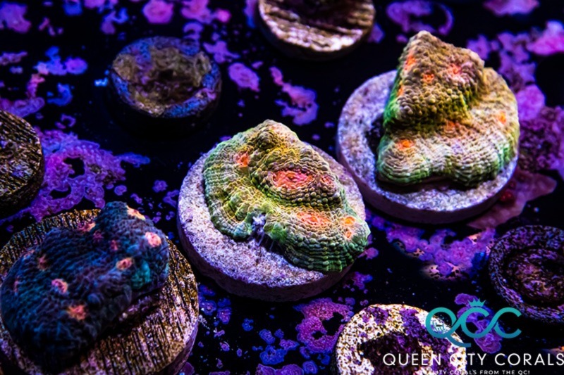 Image of a Mummy Eye Chalice Coral