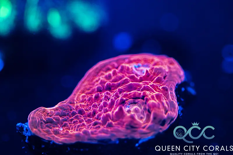 Image of a Red Lava Chalice Coral