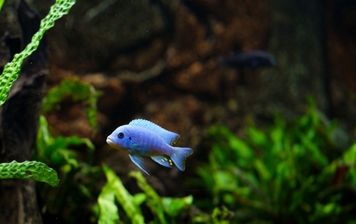 Image of a Cichlid with Java Fern in the background