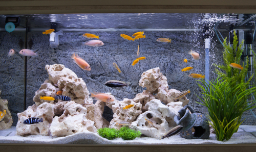 Cichlids fish hot sale tank