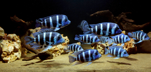 Image of a cichlid and sand