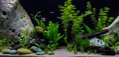Image of a planted tank with a dwarf cichlid