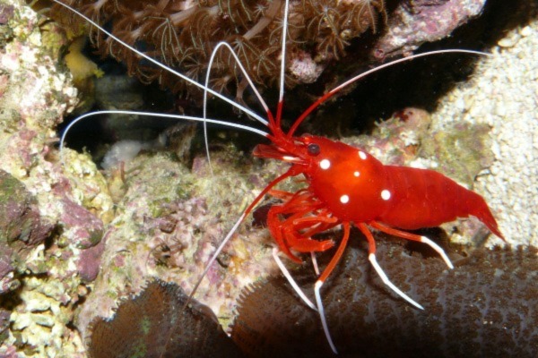 Image of a Red Fire Shrimp