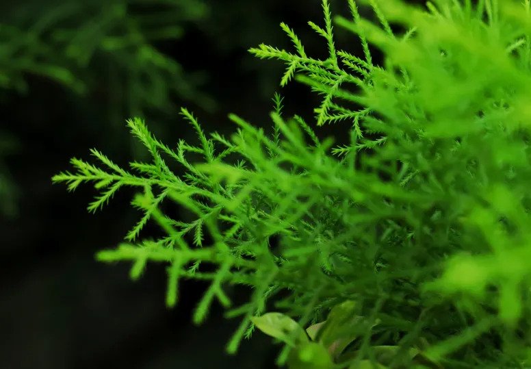 Image of a Java Moss