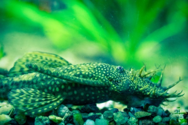 Image of a Green Dragon Bristlenose Pleco