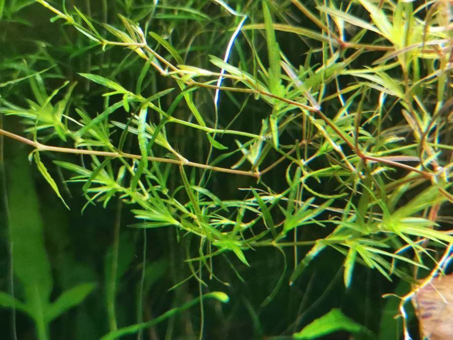 Image of Guppy Grass