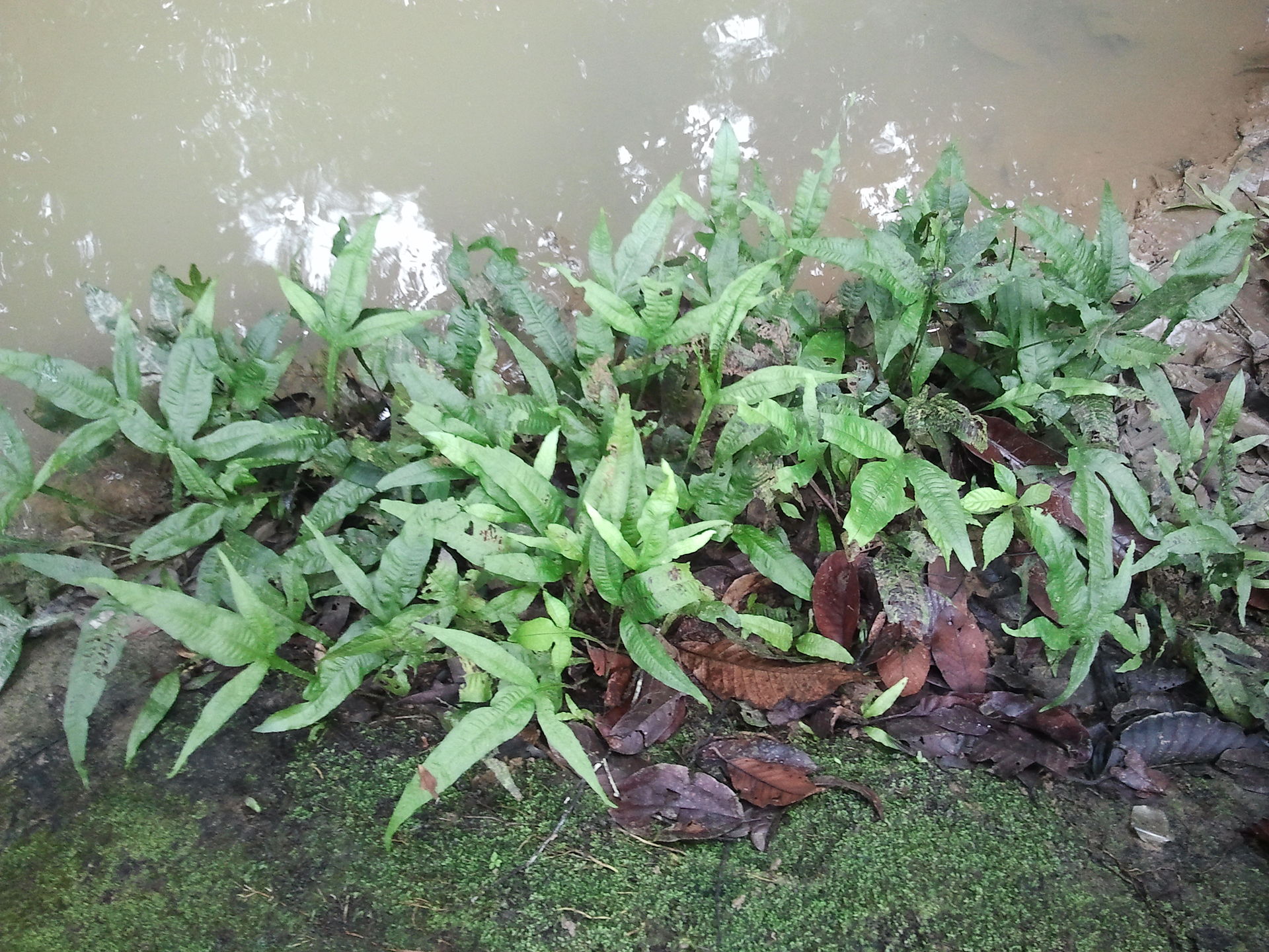 Image of a Wild Java Fern