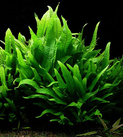 Image of a Java Fern plant