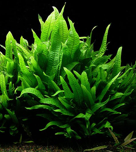 Image of a Java Fern