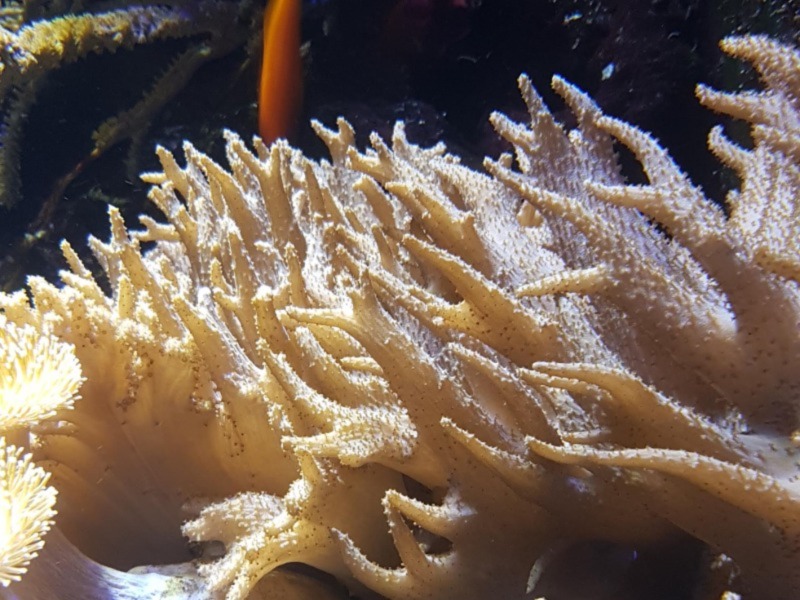 Image of a Devils Hand Coral