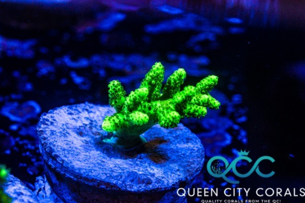 Image of an ORA Neon Green Sinularia