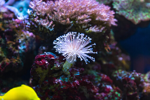 Image of a Weeping Willow Coral