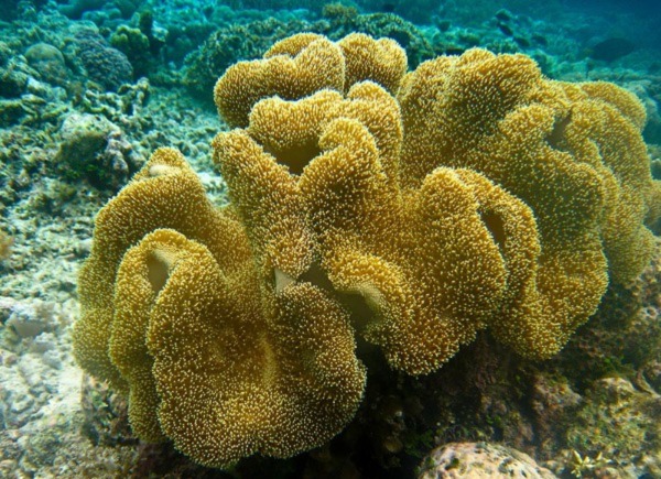 Image of an Elephant Ear Coral