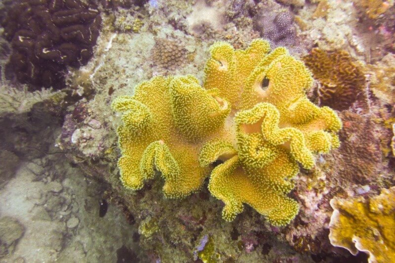 Image of a Yellow Fiji Leather Coral