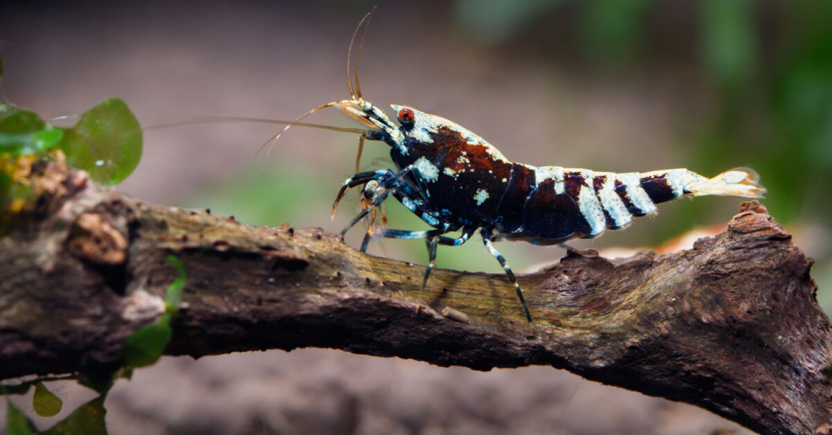 Image of an Electric Blue Boa Shrimp