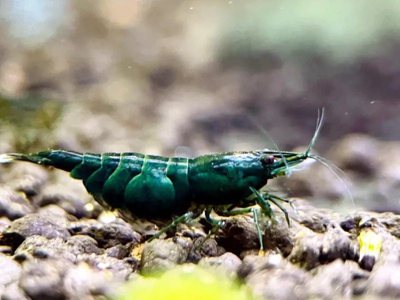 Image of Green Jade Shrimp