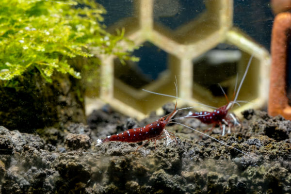 Image of Sulawesi shrimp