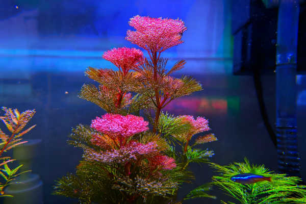 Rotala Hra