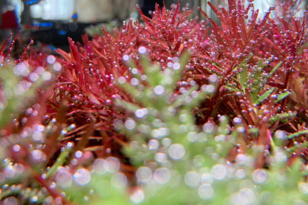 Image of Rotala Hra