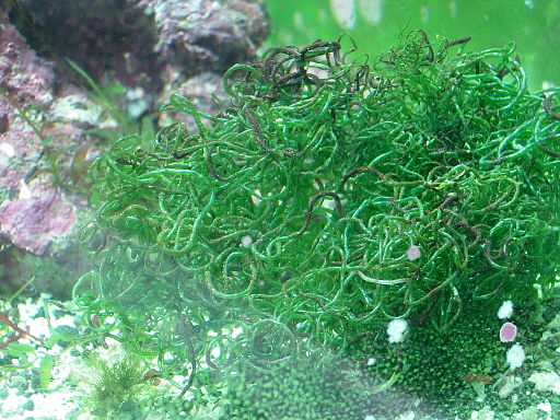 Image of Chaeto Algae