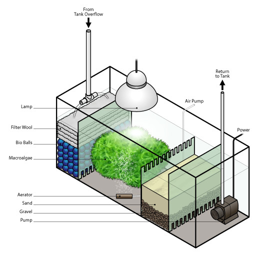 Diagram of a sump refugium