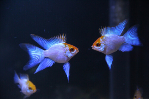 Image of an Electric Blue Balloon Ram