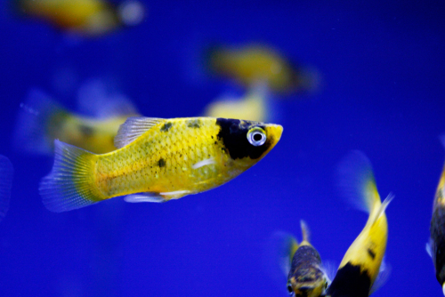 Image of a Bumblebee Platy