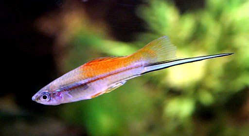 Image of a Green Swordtail