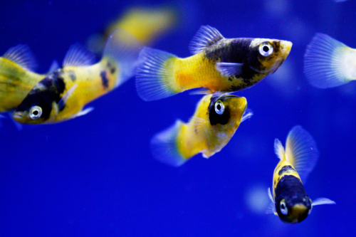 Platy fry hot sale care