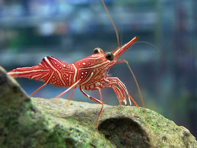 Image of a camel shrimp