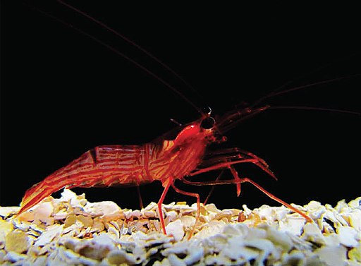 Image of a Peppermint Shrimp