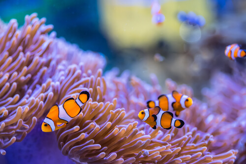 Image of multiple Clownfish