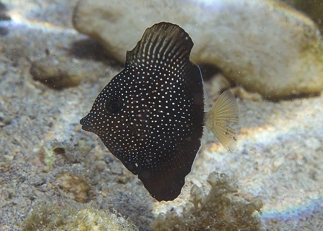 Gem Tang Pricing Care Reef Compatibility More