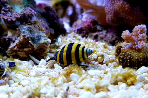 Image of a Bumble Bee Snail