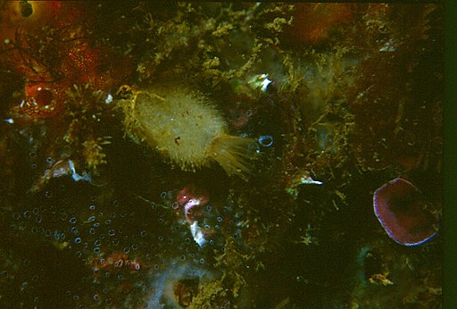 Image of a pineapple sponge