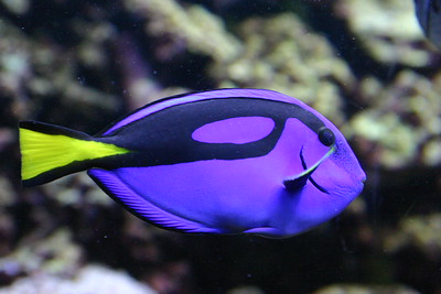 Image of a Blue Hippo Tang