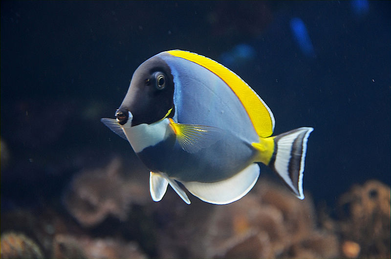 Image of a Powder Blue Tang