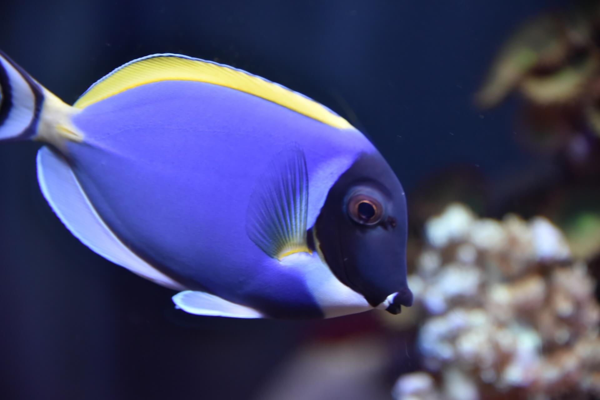 Image of a Powder Blue Tang