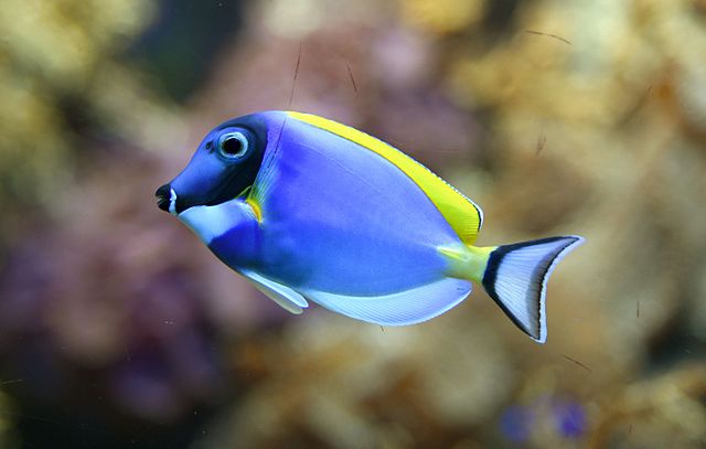 Powder Blue Tang: Saltwater Aquarium Fish