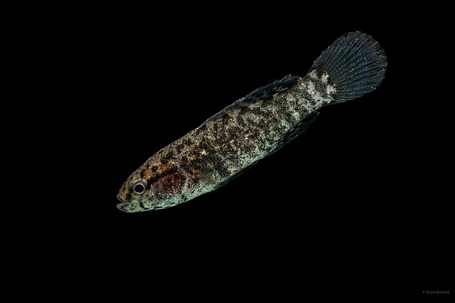 Image of a Banded Pygmy Sunfish