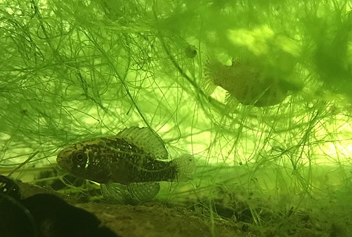 Image of a Bluebarred Pygmy Sunfish