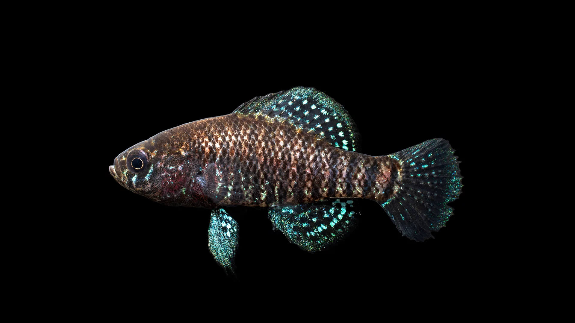 Image of a Carolina Pygmy Sunfish