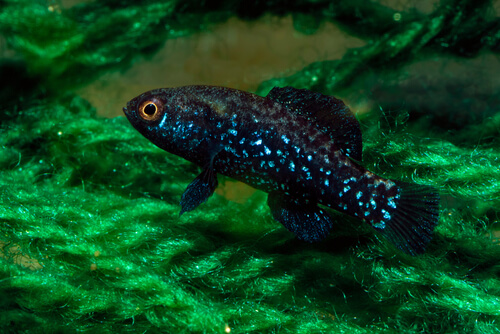 Image of an Everglades Pygmy Sunfish