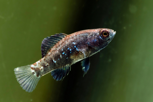 An Everglades Pygmy Sunfish displaying its submissive coloration