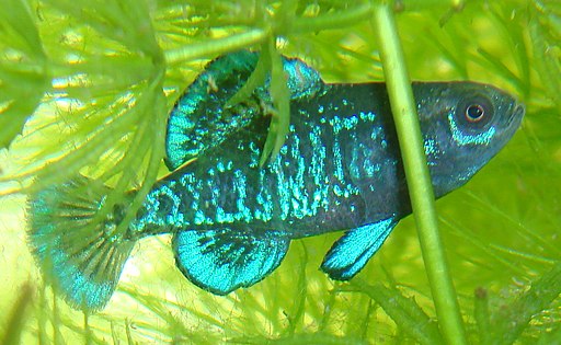 A Golf Coast Pygmy Sunfish