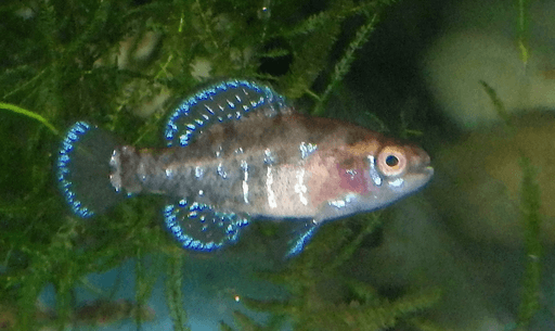 An Okefenokee Pygmy Sunfish